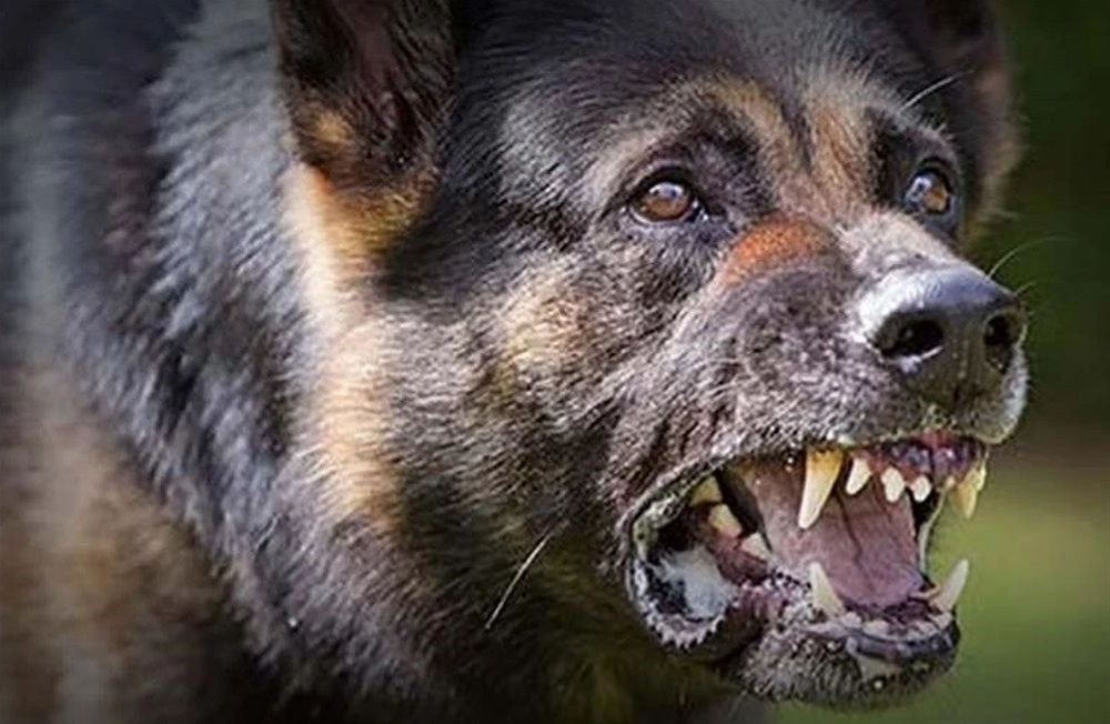 Χανιά: Αδέσποτος σκύλος χίμηξε σε γυναίκα που περπατούσε -Δείτε τι της έκανε (εικόνα)